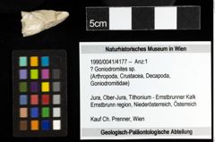 Foto (Objekt + Etiketten) von ? Goniodromites sp. 
